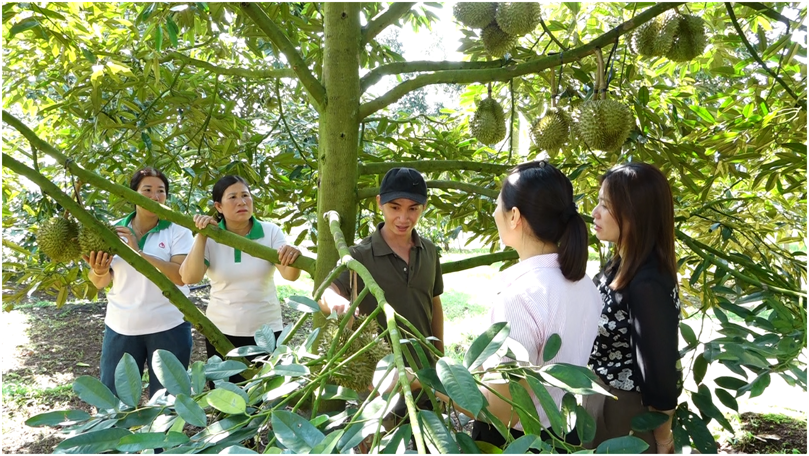 Buôn Hồ: Hơn 7.500 khách hàng dư nợ tín dụng chính sách trong quý I/2026